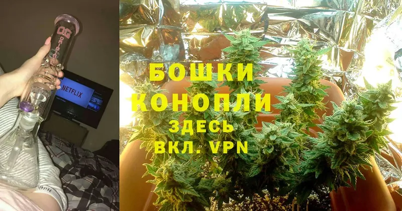 Конопля OG Kush  закладки  Волгореченск 